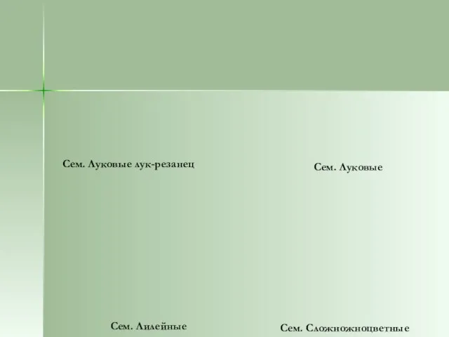 Сем. Луковые лук-резанец Сем. Луковые Сем. Лилейные Сем. Сложножноцветные