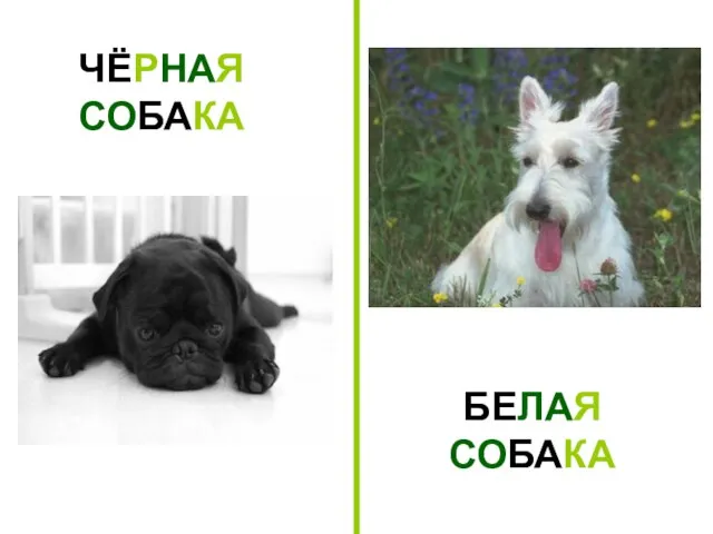 ЧЁРНАЯ СОБАКА БЕЛАЯ СОБАКА