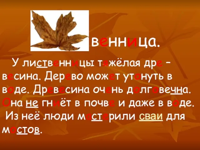 венница. У лиственницы тяжёлая дре – весина. Дерево может утонуть в воде.