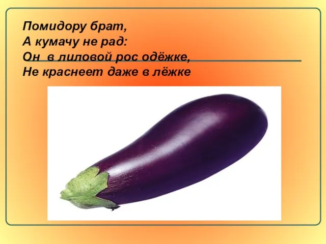 Помидору брат, А кумачу не рад: Он в лиловой рос одёжке, Не краснеет даже в лёжке