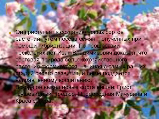 Он приступает к созданию новых сортов растений путем посева семян, полученных при