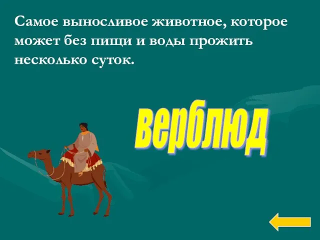 Самое выносливое животное, которое может без пищи и воды прожить несколько суток. верблюд