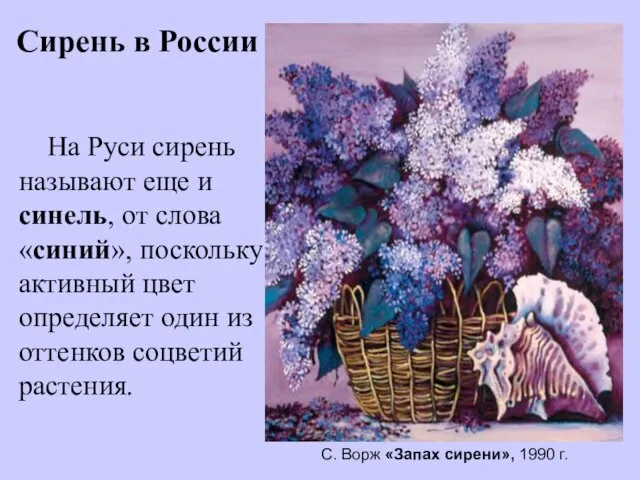 На Руси сирень называют еще и синель, от слова «синий», поскольку активный