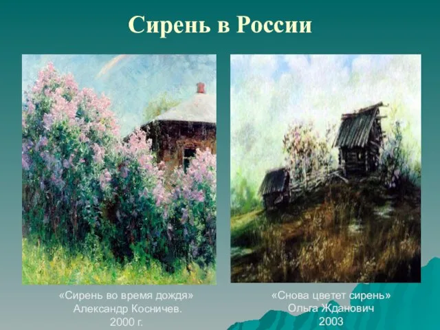 Сирень в России «Сирень во время дождя» Александр Косничев. 2000 г. «Снова