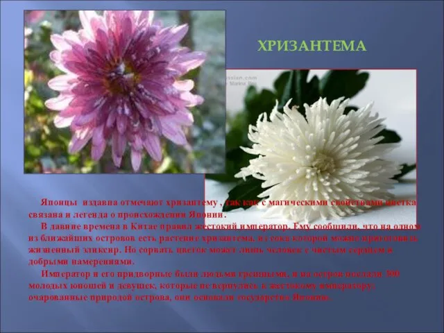 ХРИЗАНТЕМА Японцы издавна отмечают хризантему , так как с магическими свойствами цветка
