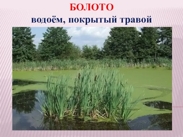 БОЛОТО водоём, покрытый травой