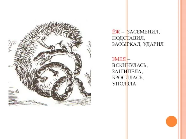 ЁЖ – ЗАСЕМЕНИЛ, ПОДСТАВИЛ, ЗАФЫРКАЛ, УДАРИЛ ЗМЕЯ – ВСКИНУЛАСЬ, ЗАШИПЕЛА, БРОСИЛАСЬ, УПОЛЗЛА