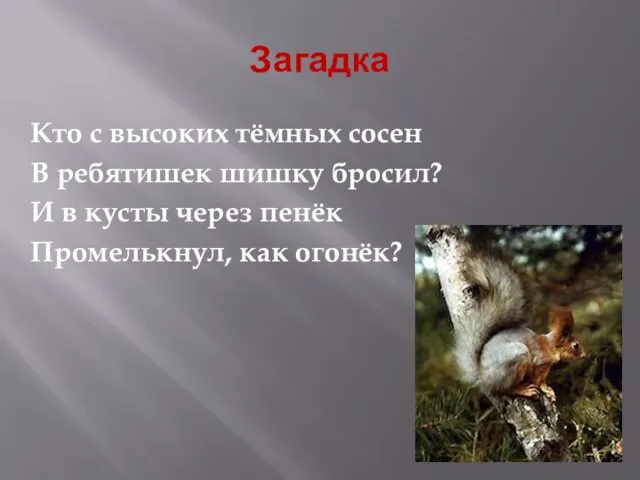 Загадка Кто с высоких тёмных сосен В ребятишек шишку бросил? И в