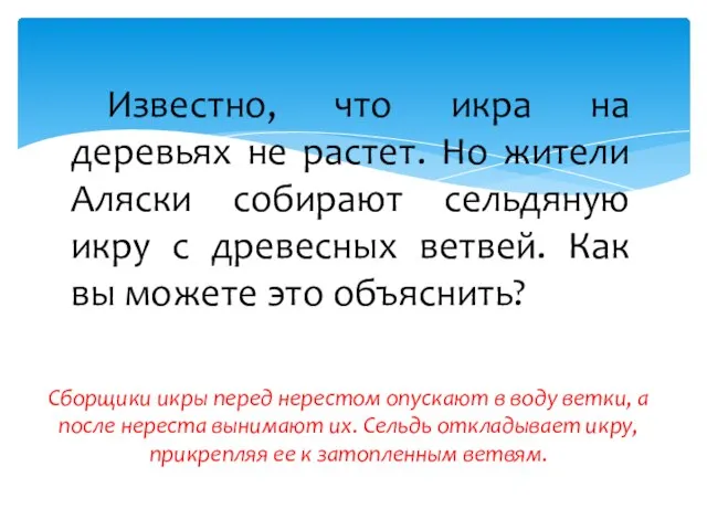 Известно, что икра на деревьях не растет. Но жители Аляски собирают сельдяную