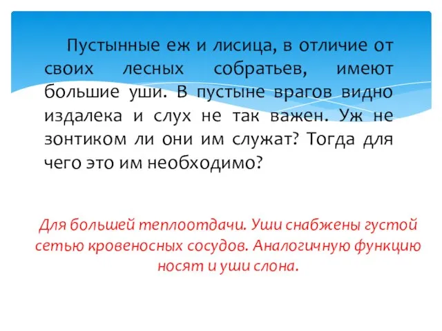 Пустынные еж и лисица, в отличие от своих лесных собратьев, имеют большие