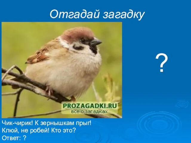 Чик-чирик! К зернышкам прыг! Клюй, не робей! Кто это? Ответ: ? Отгадай загадку ?