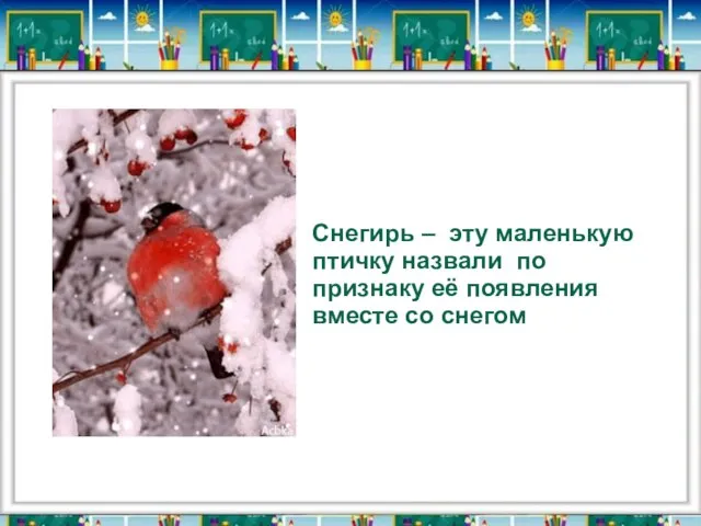 Снегирь – эту маленькую птичку назвали по признаку её появления вместе со снегом