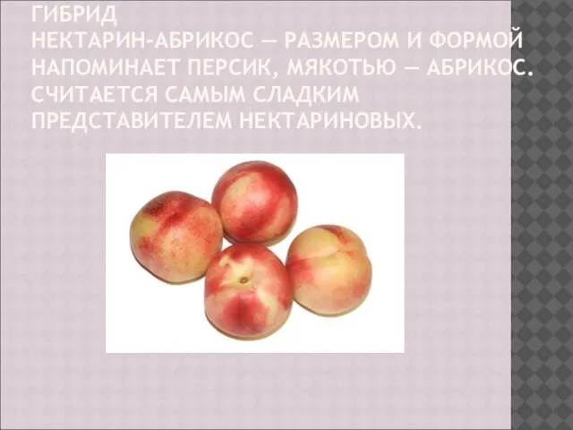 ГИБРИД НЕКТАРИН-АБРИКОС — РАЗМЕРОМ И ФОРМОЙ НАПОМИНАЕТ ПЕРСИК, МЯКОТЬЮ — АБРИКОС. СЧИТАЕТСЯ САМЫМ СЛАДКИМ ПРЕДСТАВИТЕЛЕМ НЕКТАРИНОВЫХ.