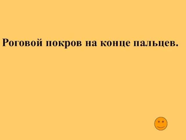 Роговой покров на конце пальцев.