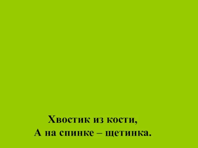 Хвостик из кости, А на спинке – щетинка.