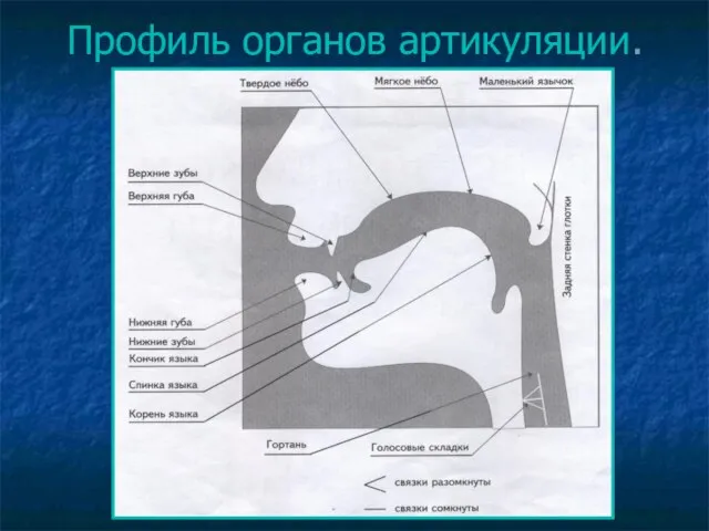 Профиль органов артикуляции.