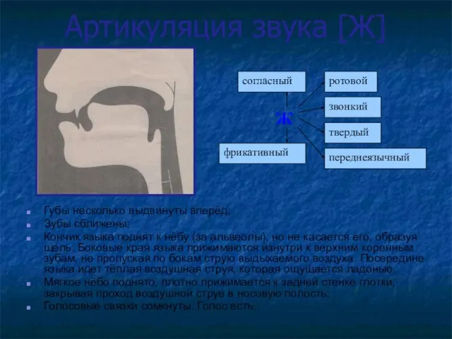 Артикуляция звука [Ж] Губы несколько выдвинуты вперёд; Зубы сближены; Кончик языка поднят