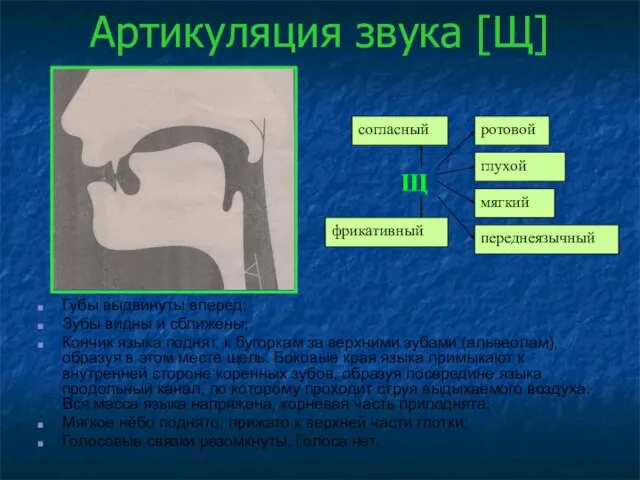 Артикуляция звука [Щ] Губы выдвинуты вперед; Зубы видны и сближены; Кончик языка