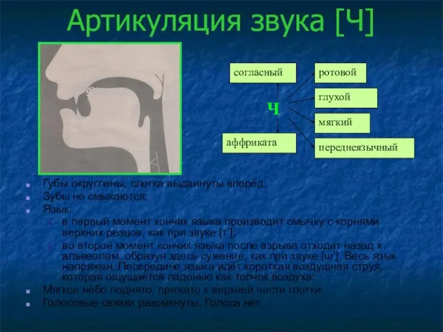 Артикуляция звука [Ч] Губы округлены, слегка выдвинуты вперёд; Зубы не смыкаются; Язык: