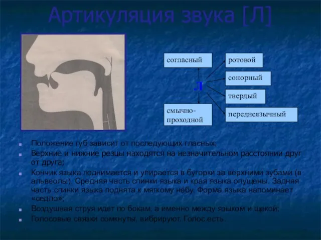 Артикуляция звука [Л] Положение губ зависит от последующих гласных; Верхние и нижние