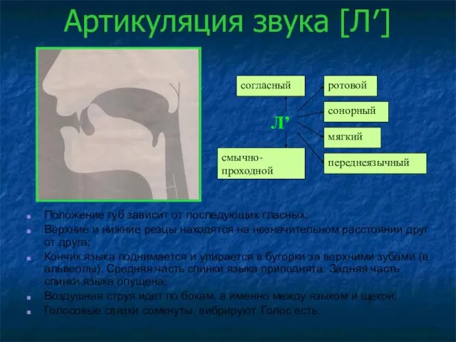 Артикуляция звука [Л′] Положение губ зависит от последующих гласных; Верхние и нижние