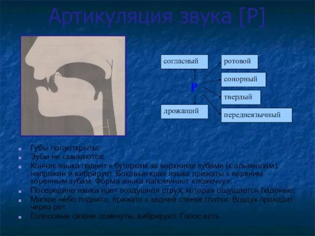 Артикуляция звука [P] Губы полуоткрыты; Зубы не смыкаются; Кончик языка поднят к