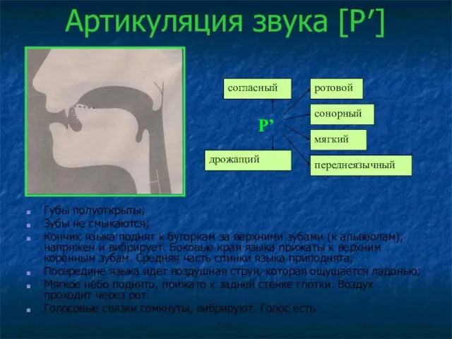 Артикуляция звука [Р′] Губы полуоткрыты; Зубы не смыкаются; Кончик языка поднят к