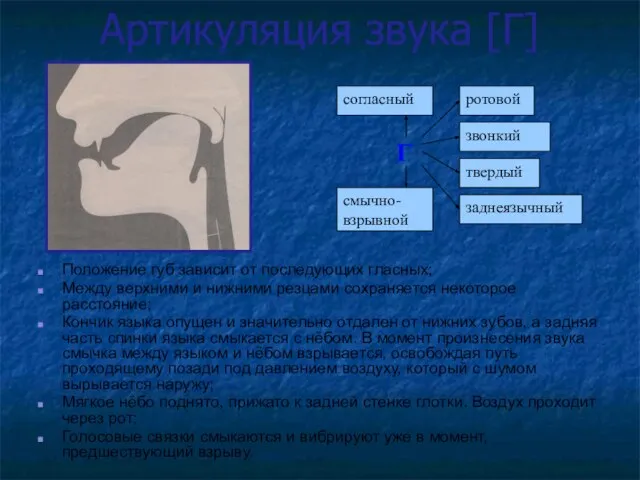 Артикуляция звука [Г] Положение губ зависит от последующих гласных; Между верхними и