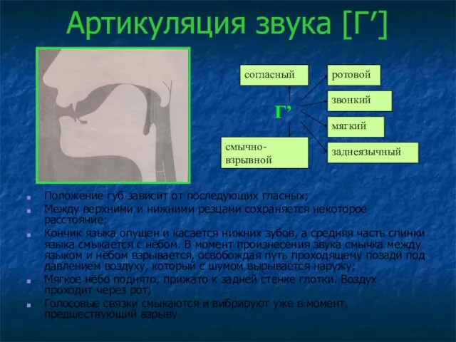 Артикуляция звука [Г′] Положение губ зависит от последующих гласных; Между верхними и