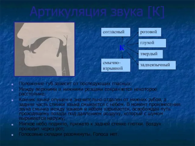 Артикуляция звука [К] Положение губ зависит от последующих гласных; Между верхними и