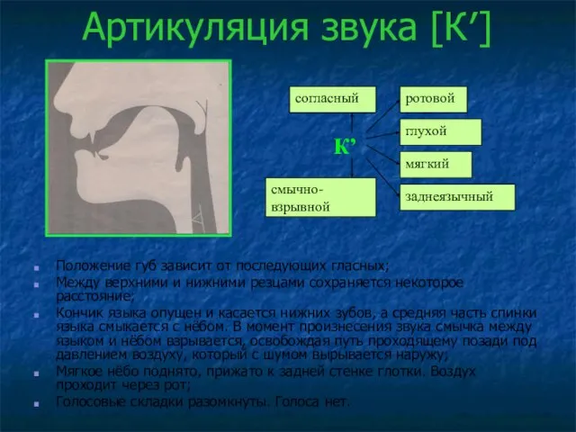 Артикуляция звука [К′] Положение губ зависит от последующих гласных; Между верхними и