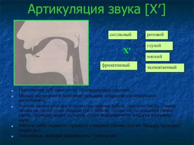 Артикуляция звука [Х′] Положение губ зависит от последующих гласных; Между верхними и