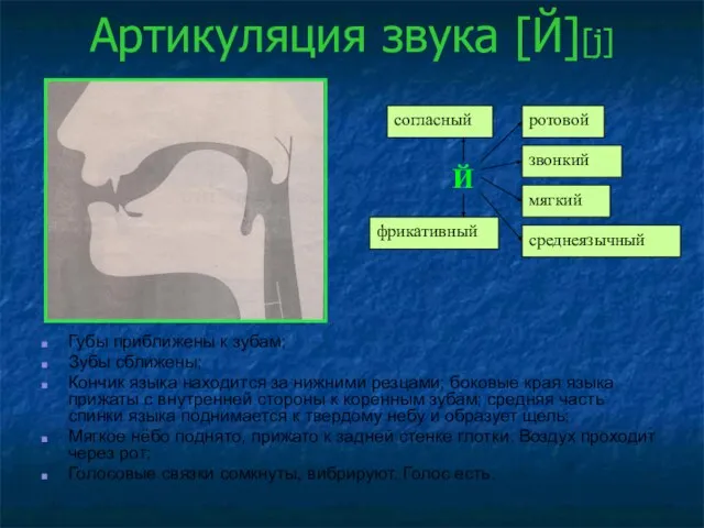 Артикуляция звука [Й][j] Губы приближены к зубам; Зубы сближены; Кончик языка находится