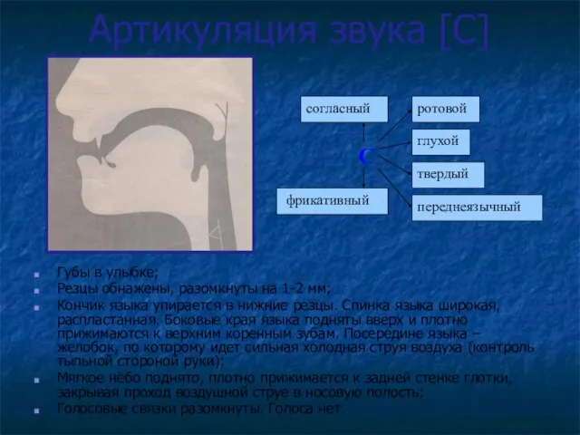 Артикуляция звука [С] Губы в улыбке; Резцы обнажены, разомкнуты на 1-2 мм;