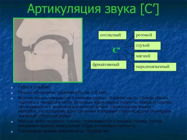 Артикуляция звука [С’] Губы в улыбке; Резцы обнажены, разомкнуты на 1-2 мм;