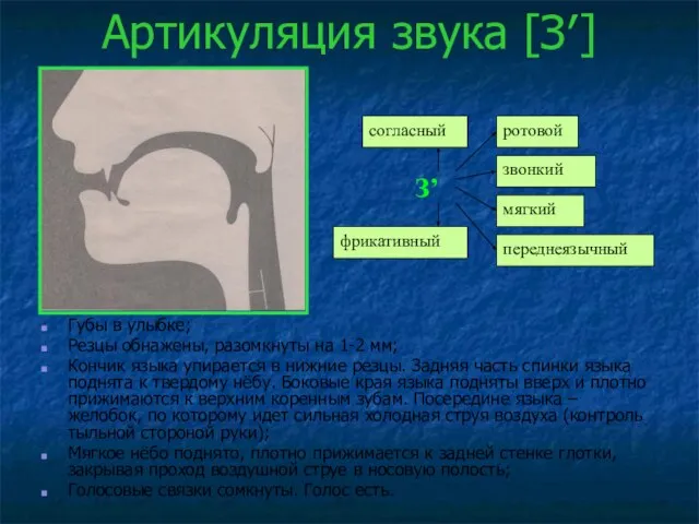 Артикуляция звука [З′] Губы в улыбке; Резцы обнажены, разомкнуты на 1-2 мм;