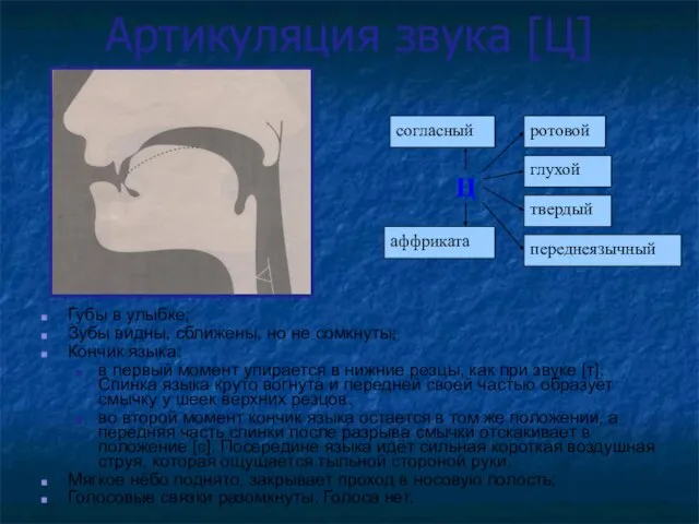 Артикуляция звука [Ц] Губы в улыбке; Зубы видны, сближены, но не сомкнуты;