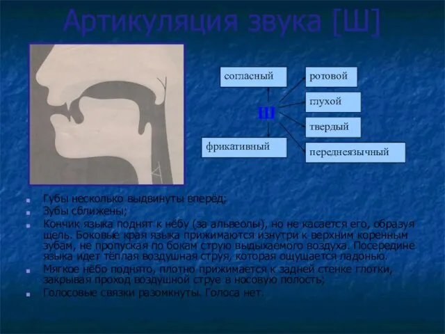 Артикуляция звука [Ш] Губы несколько выдвинуты вперёд; Зубы сближены; Кончик языка поднят