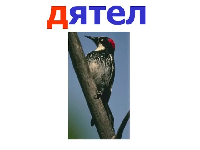 дятел