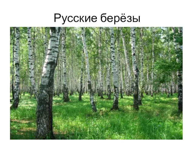 Русские берёзы