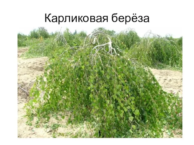 Карликовая берёза