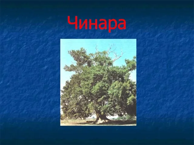 Чинара