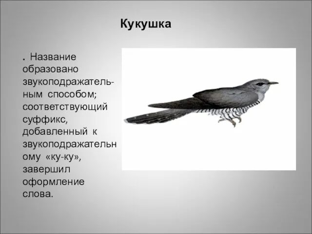 Кукушка . Название образовано звукоподражатель-ным способом; соответствующий суффикс, добавленный к звукоподражательному «ку-ку», завершил оформление слова.