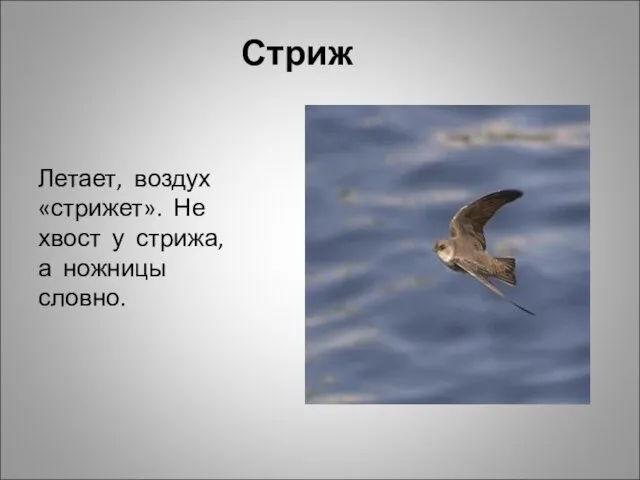 Стриж Летает, воздух «стрижет». Не хвост у стрижа, а ножницы словно.