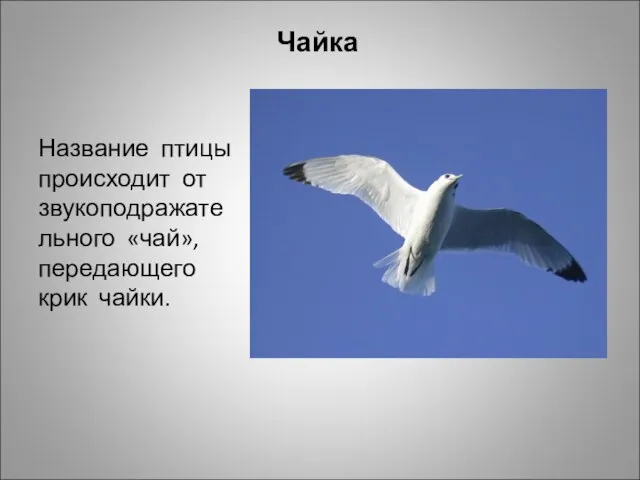 Чайка Название птицы происходит от звукоподражательного «чай», передающего крик чайки.