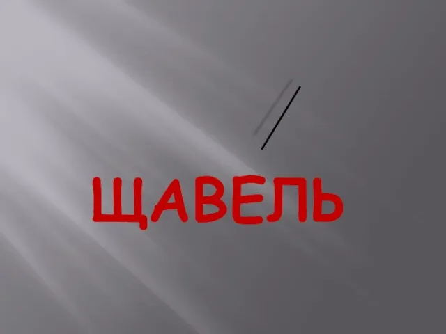 ЩАВЕЛЬ