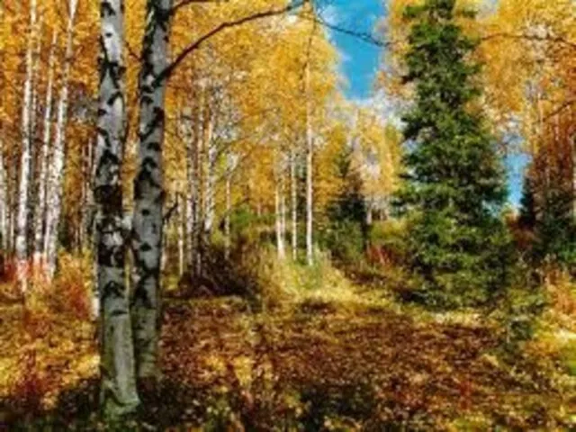 «Осенью лиственный лес быстро редел и казался прозрачным. Общий зелёный тон сменялся