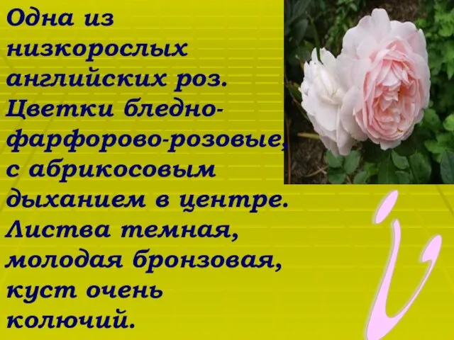 ? Одна из низкорослых английских роз. Цветки бледно-фарфорово-розовые, с абрикосовым дыханием в