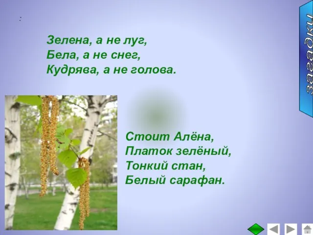 : Зелена, а не луг, Бела, а не снег, Кудрява, а не