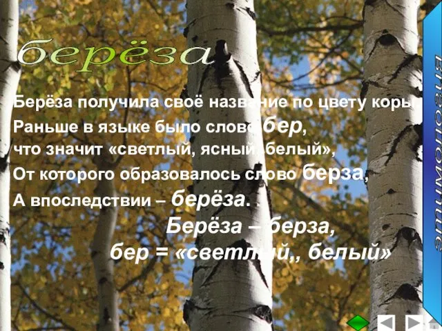 берёза Берёза получила своё название по цвету коры. Раньше в языке было